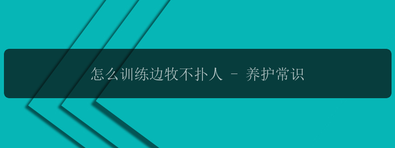 怎么训练边牧不扑人 - 养护常识