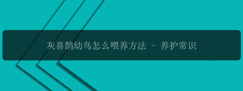 灰喜鹊幼鸟怎么喂养方法 - 养护常识