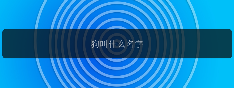 狗叫什么名字